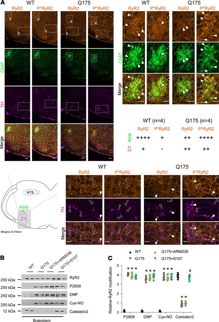 Brainstem RyR2 remodeling induces NA disruption.
(A) Immunostaining and ...