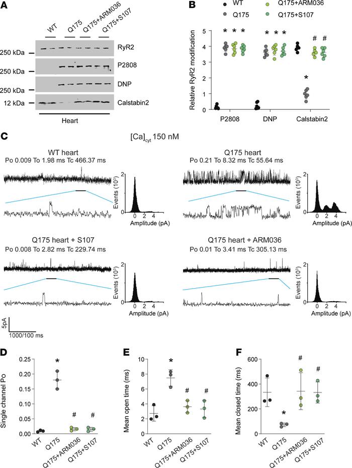 Cardiac RyR2 remodeling in Q175 mice.
(A and B) Representative SDS-PAGE ...