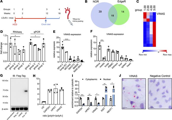 Identification of the lncRNA VINAS in lesional intima.
(A) RNA derived f...