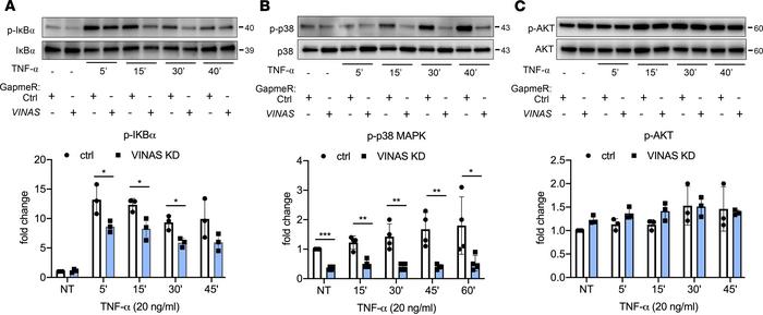 
VINAS knockdown regulates NF-κB and p38 MAPK signaling pathways.
Mouse ...