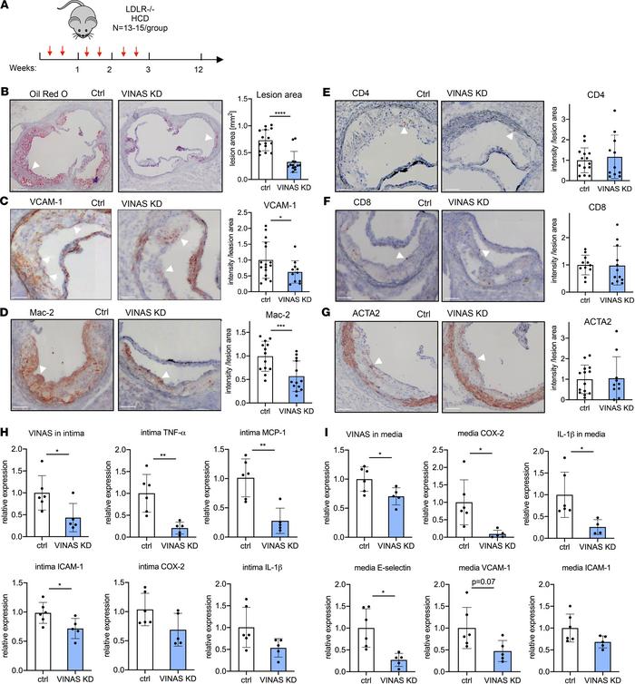 In vivo knockdown of VINAS inhibits atherosclerotic lesion formation by ...