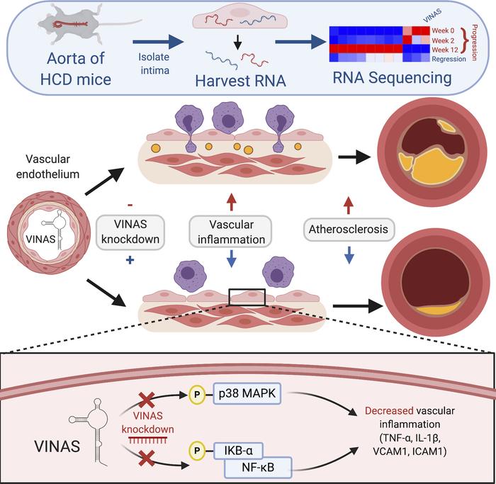 Summary of the role of lncRNA VINAS in vascular inflammation.
RNA-Seq pr...