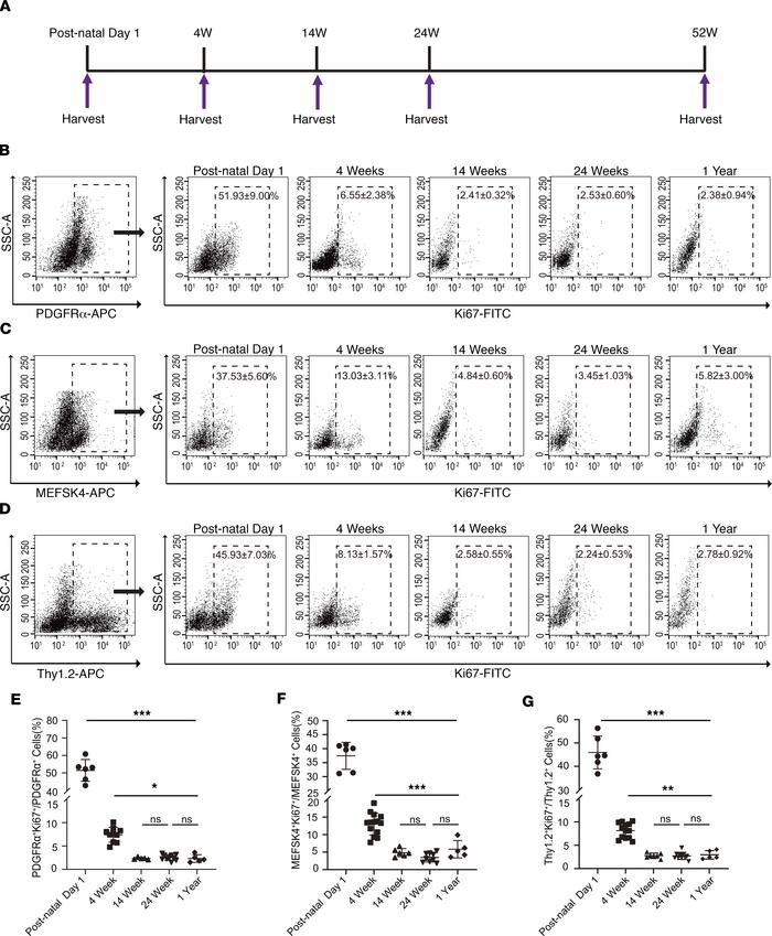 Cardiac fibroblast proliferation with advancing age assessed by Ki67 coe...
