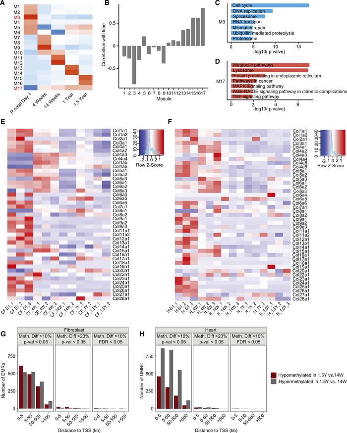 Transcriptional programs and DNA methylation of cardiac fibroblasts and ...
