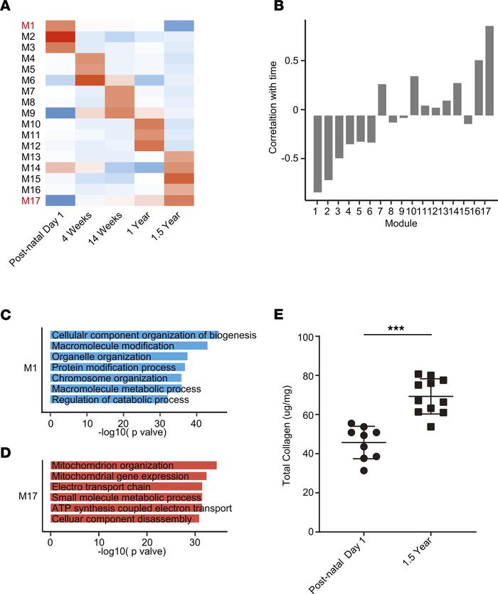 Transcriptional programs and collagen content of young and old hearts.
(...
