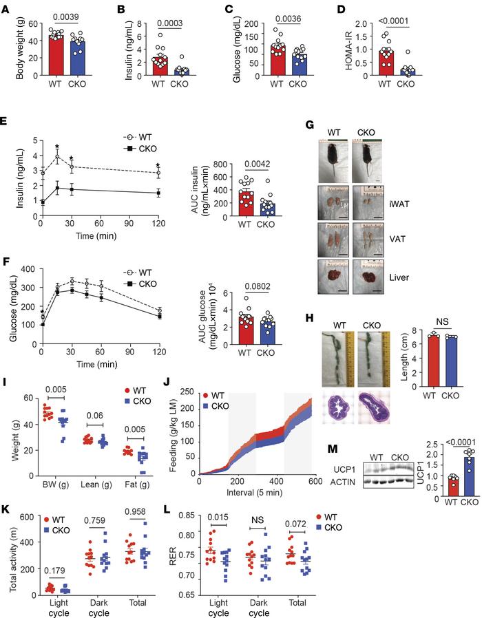 Loss of Blimp-1 expression by Tregs protects mice from DIO.
Eight-week-o...