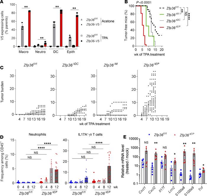 TTP expressed by keratinocytes controls skin tumorigenesis.
Zfp36-V5 and...