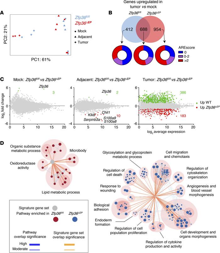 TTP shapes the transcriptome of epidermal cells upon neoplastic transfor...