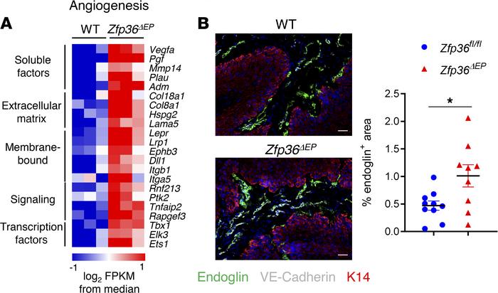 Increased neovascularization of Zfp36ΔEP papillomas.
(A) Heatmap of expr...