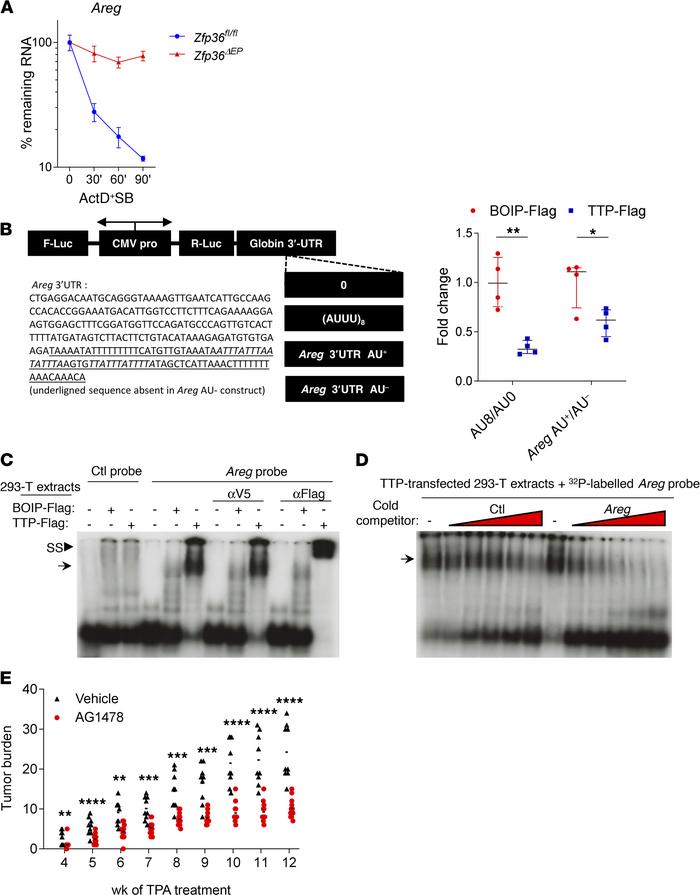 TTP destabilizes Areg mRNA in neoplastic epidermal cells.
(A) Primary ke...