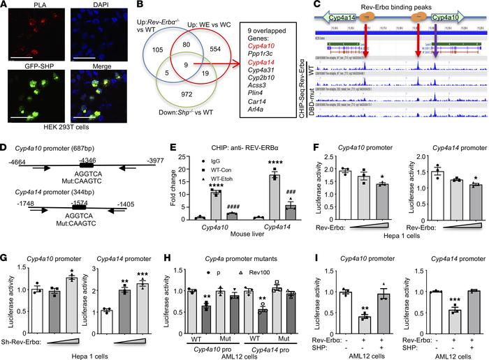 REV-ERBα is the potential transcriptional regulator of Cyp4a10 and Cyp4a...