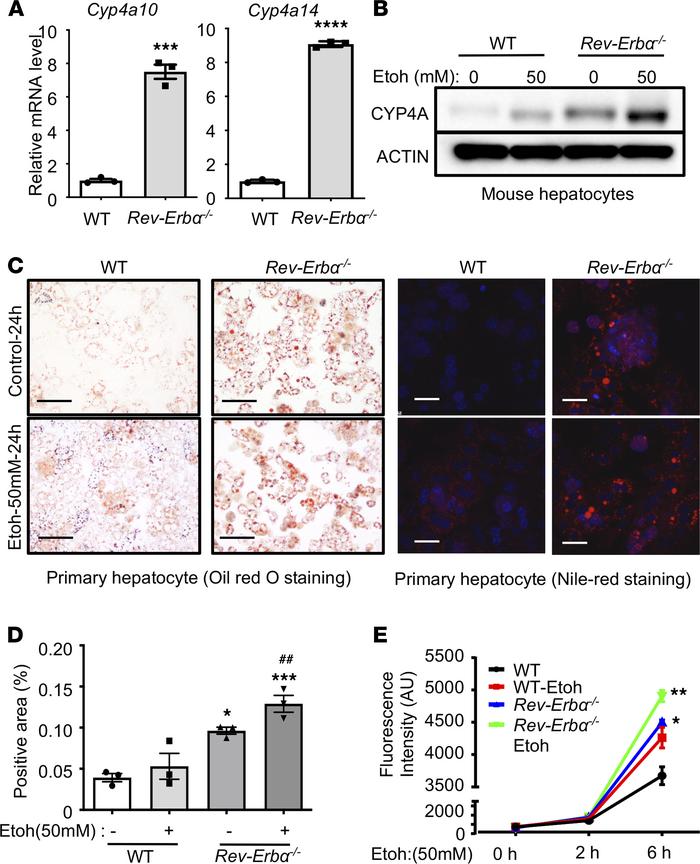 Deficiency of REV-ERBα largely induced both Cyp4a10 and Cyp4a14 expressi...