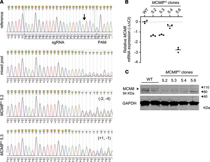CRISPR/Cas9 MCM8KO modeling.
(A) Sanger sequencing confirmed a disruptio...