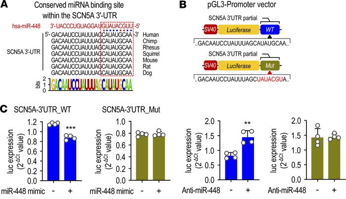 
SCN5A is a direct target of miR-448.
(A) Conserved miR-448 binding site...