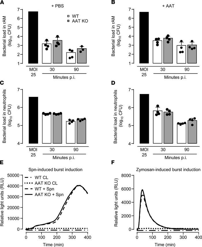 Phagocytosis, killing, and burst induction in S. pneumoniae-infected alv...