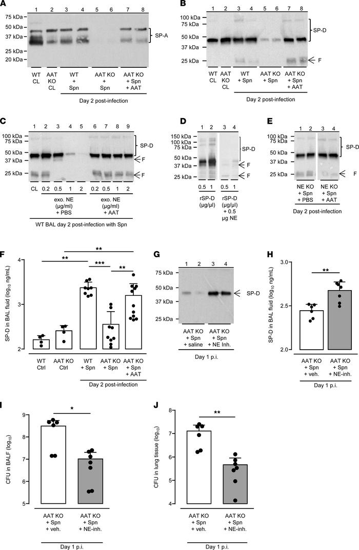 NE degrades collectins SP-A and SP-D in the lungs of AAT-deficient mice....