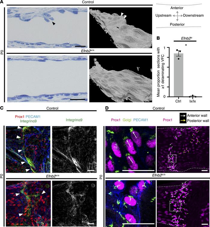 Failure of VFCs to project into vessel lumen and abnormal integrin expre...