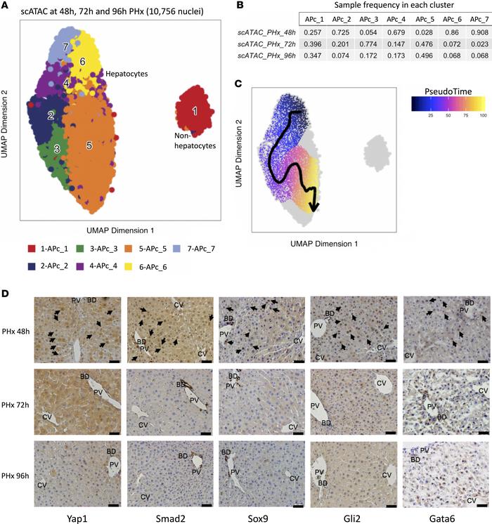 Sequential analyses reveal transience of fetal cell state after PHx.
(A)...