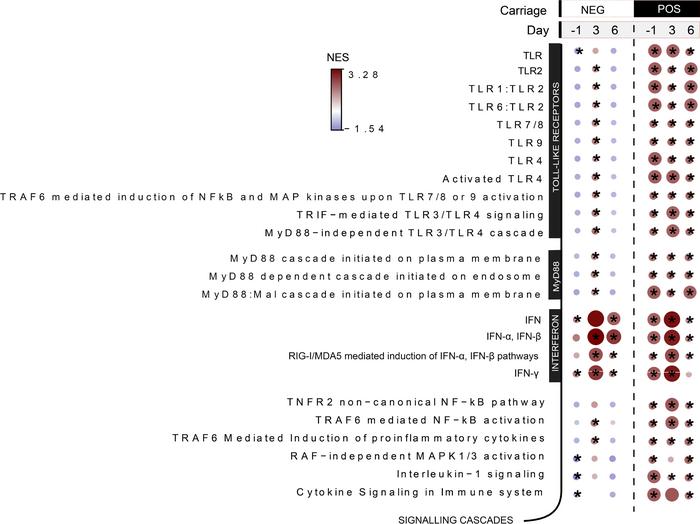 TLR priming by S. pneumoniae and increased type I IFN gene expression pr...