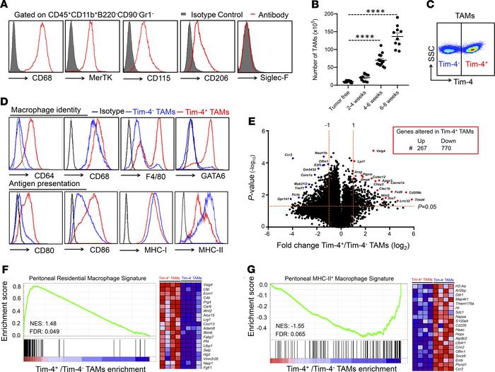 Tim-4 defines 2 distinct peritoneal macrophage subsets in ovarian cancer...