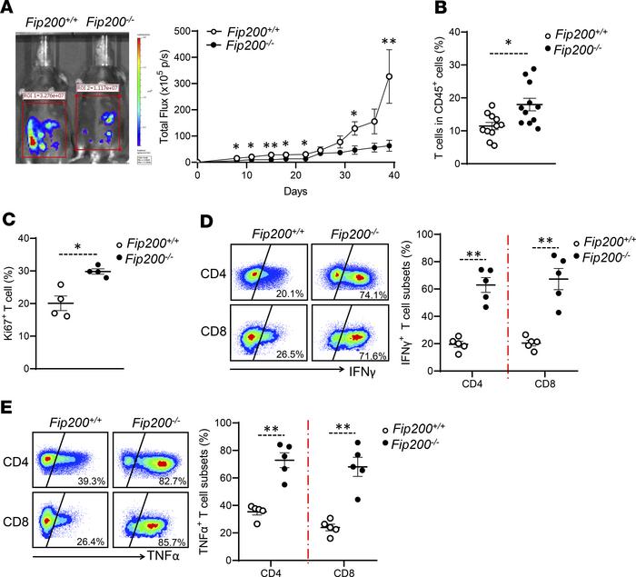 Autophagy deficiency in macrophages supports T cell–mediated antitumor i...