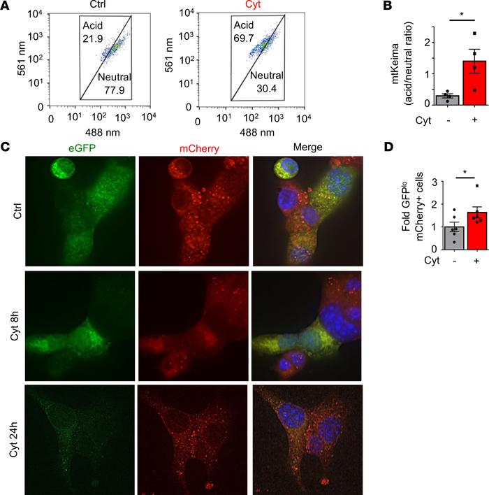 Mitophagy is activated by proinflammatory cytokines.
(A) Flow cytometry ...
