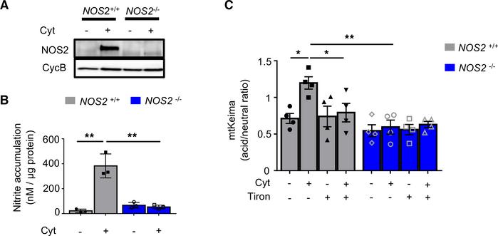 Cytokine-induced free radicals elicit mitophagy in β cells.
(A) NOS2 exp...