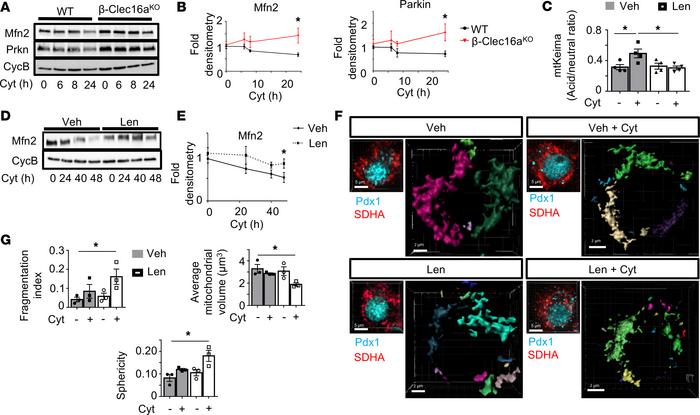 Clec16a regulates cytokine-induced mitophagy in human and rodent islets....