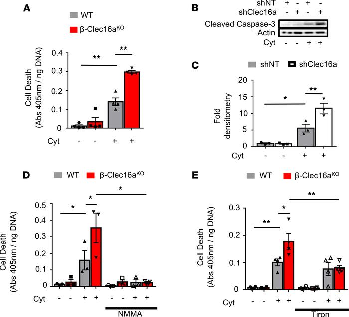 Mitophagy is a protective response to cytokine-induced nitrosative/oxida...