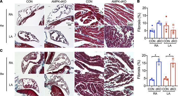 Differential atrial remodeling in mice with atrial AMPK deletion.
Cardia...