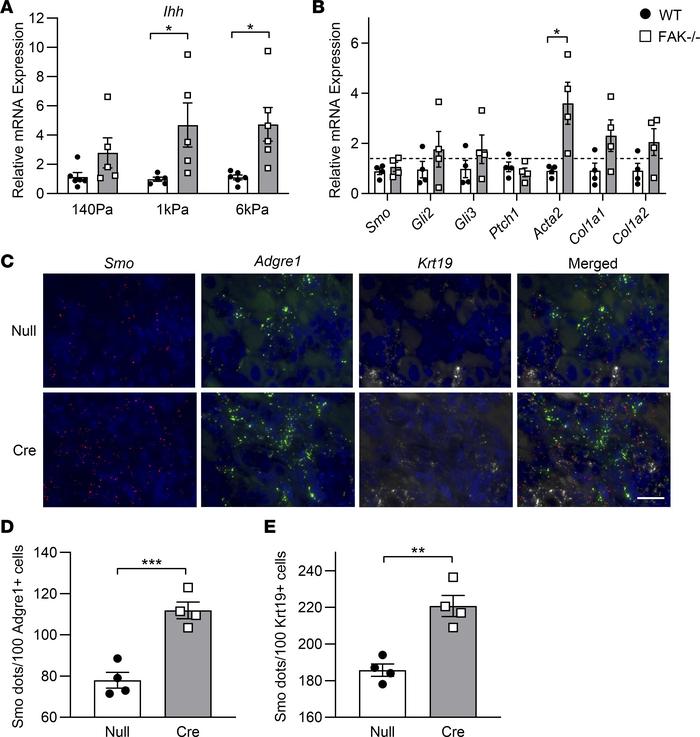 Hh/Smo pathway gene expression was determined in FAK-deficient hepatocyt...