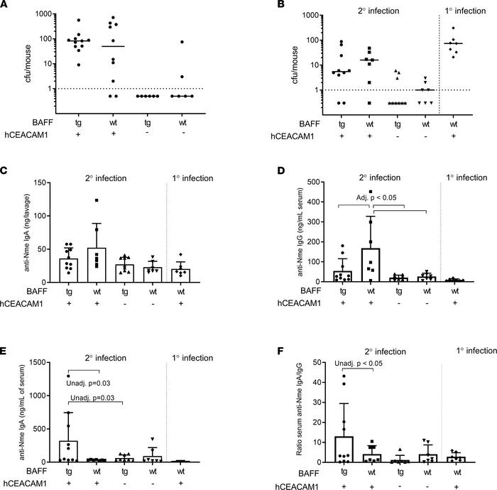 The effect of BAFF overexpression on sterilizing immunity against N. men...