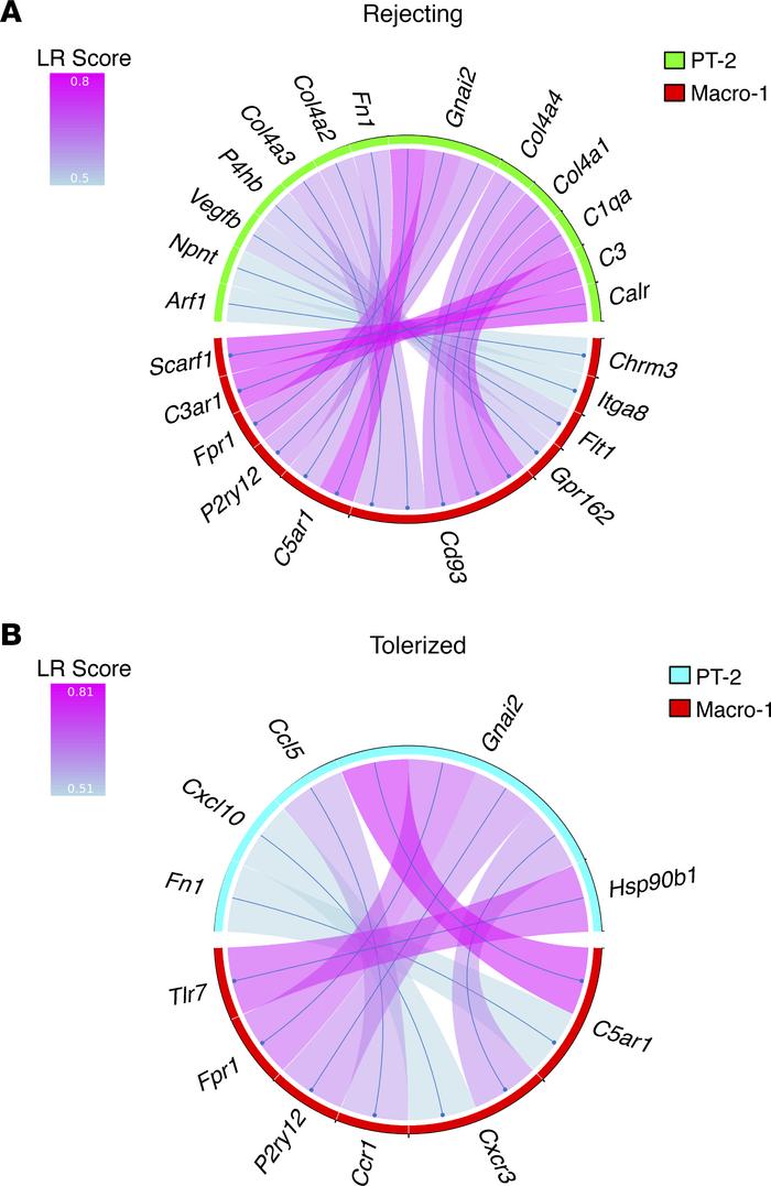 Distinct ligand-receptor (LR) interactions are present between Macro-1 a...