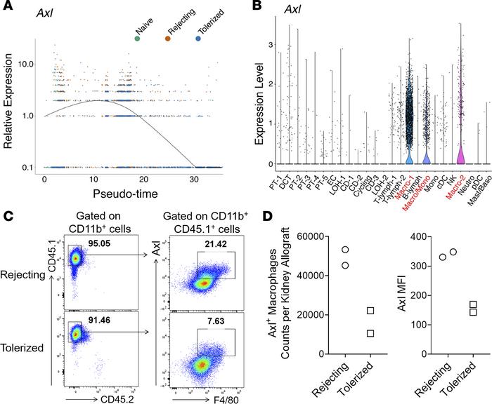 
Axl is differentially expressed by graft-infiltrating macrophages in re...