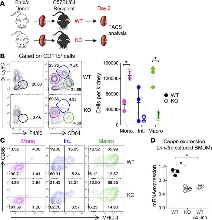 Axl promotes intragraft differentiation of inflammatory macrophages in k...