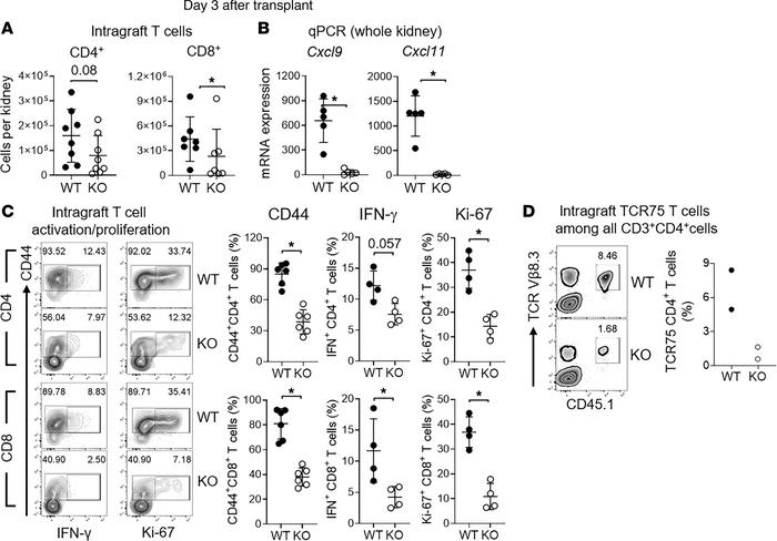 Axl promotes T cell recruitment and activation in kidney allografts.
(A)...