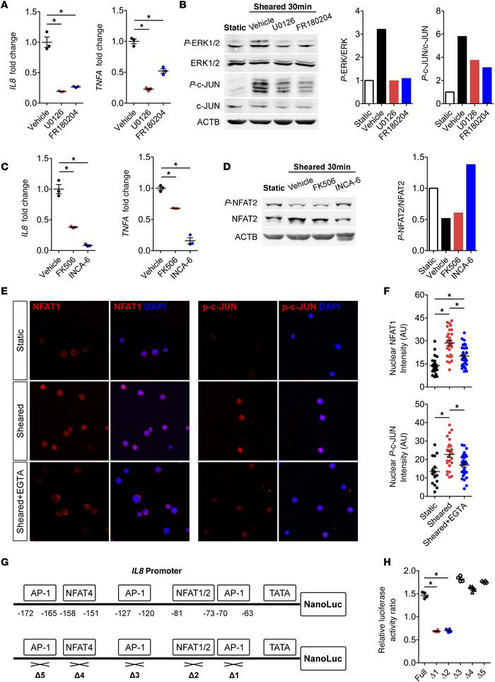 CPB conditions upregulate IL8 and TNFA via MEK/ERK/AP-1 and CaN/NFAT pat...