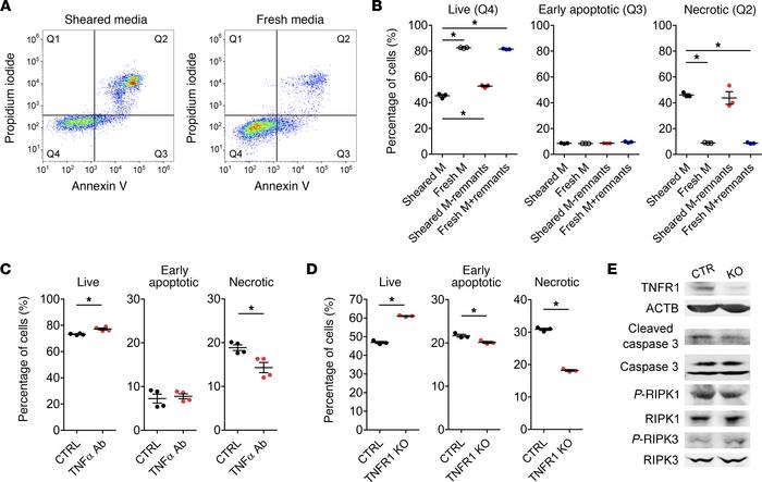 CPB-induced necroptosis is partly mediated by TNF-α.
THP-1 cells were su...