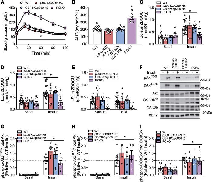 Mice with a single allele of either p300 or CBP have normal glucose tole...