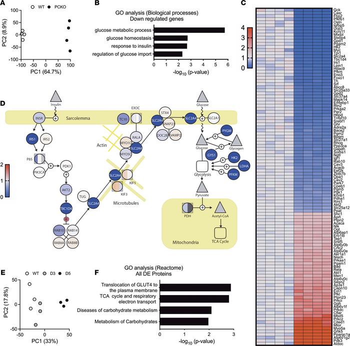 Loss of p300/CBP in skeletal muscle leads to the downregulation of insul...