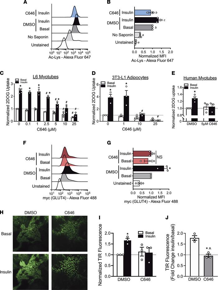 p300/CBP activity is required for insulin-stimulated acetylation and GLU...