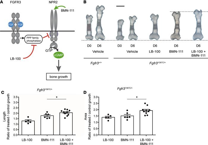 LB-100 and BMN-111 act synergistically to stimulate growth in fetal femu...