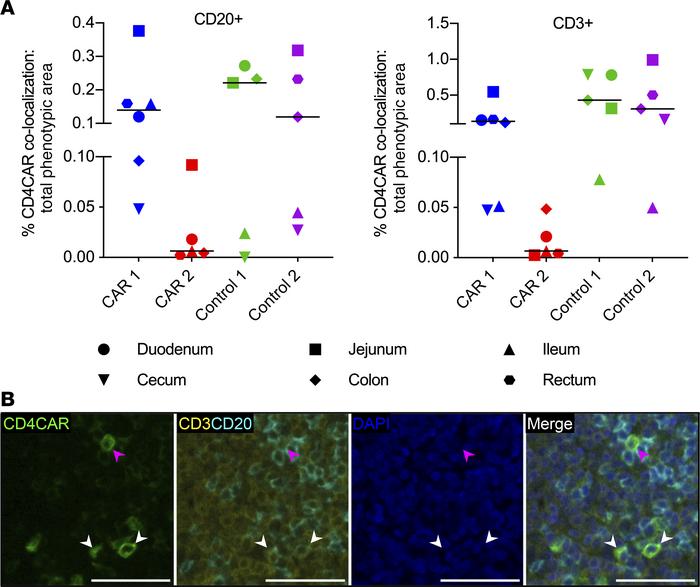 Enriched engraftment of HSPC-derived CAR+ T cells in GIT.
(A) Percentage...
