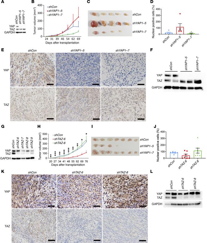 Loss of YAP or TAZ alone does not inhibit schwannoma proliferation.
(A) ...