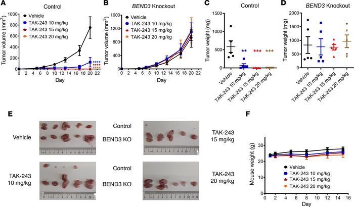 
BEND3-knockout AML tumors are resistant to TAK-243 in a mouse xenograft...