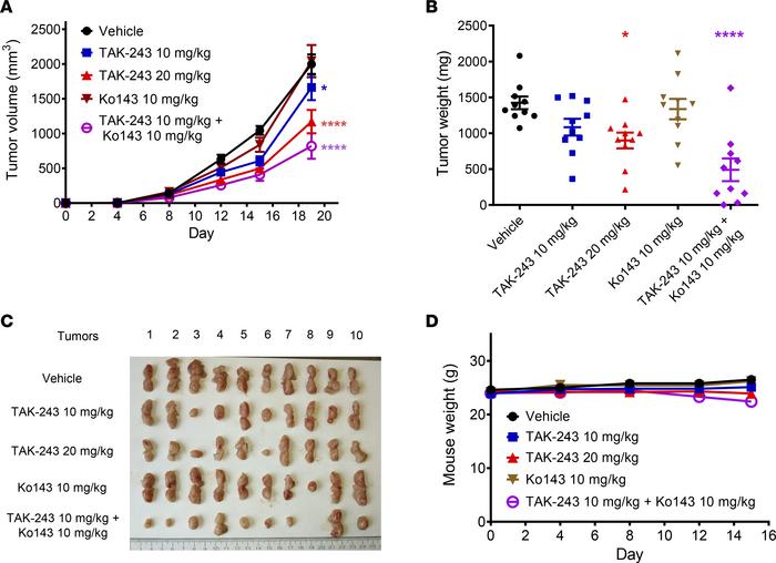 Chemical inhibition of BCRP sensitizes BEND3-knockout AML tumors to TAK-...