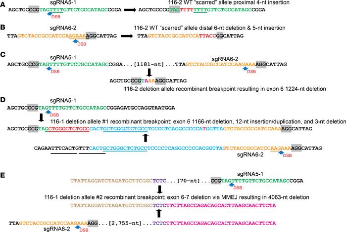 DNA repair mechanisms for deletion and scarred gene-edited PAH alleles.
...