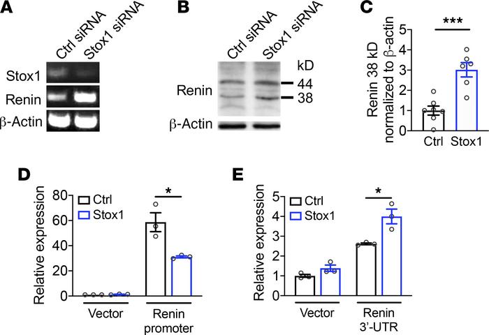STOX1 regulates renin expression in human cytotrophoblasts.
(A) siRNA kn...