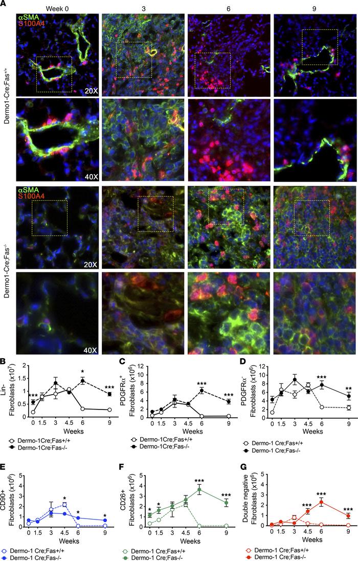 Fibroblasts persist in fibrotic lungs in the absence of Fas.
(A) α-SMA (...