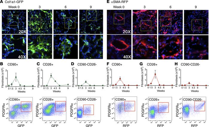 Fibroblast expression of Col1 and α-SMA during fibrosis development and ...